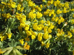 Lotus cytisoides
