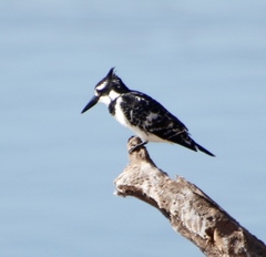 Ceryle rudis rudis