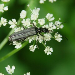 Oedemera lurida