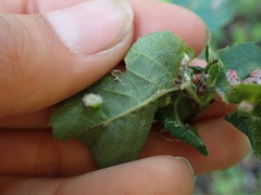 Blaesodiplosis