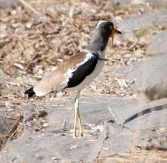 Vanellus albiceps