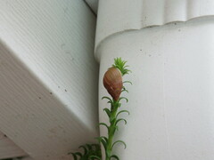 Bulimulus bonariensis