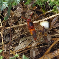 Rhynchium oculatum