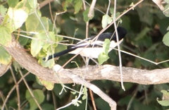 Laniarius bicolor sticturus