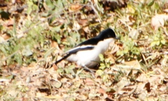 Laniarius bicolor sticturus