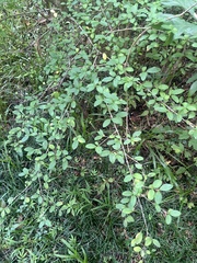 Lespedeza procumbens