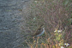 Emberiza rustica