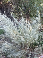 Artemisia filifolia
