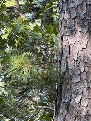 Pinus echinata