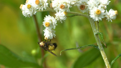Xanthoepalpus bicolor