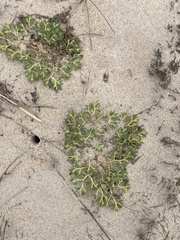 Euphorbia polygonifolia