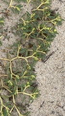 Euphorbia polygonifolia