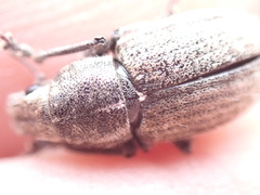 Naupactini