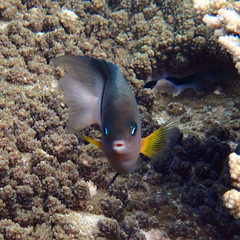 Plectroglyphidodon dickii