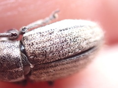 Naupactini