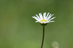 Leucanthemum vulgare