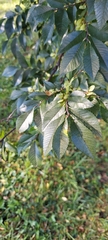 Ulmus parvifolia