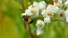 Xanthoepalpus bicolor