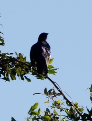 Lamprotornis australis