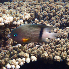 Plectroglyphidodon dickii