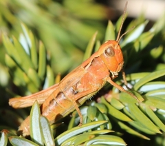 Chorthippus corsicus corsicus