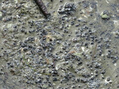 Lampanella minima