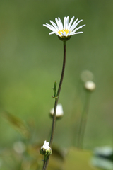 Leucanthemum vulgare