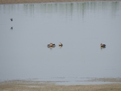 Callonetta leucophrys