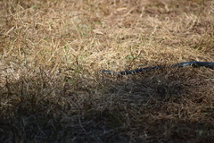 Lampropeltis nigra