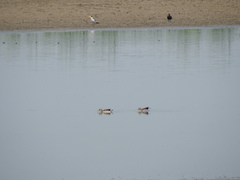 Callonetta leucophrys