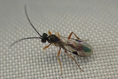 Syrphoctonus tarsatorius