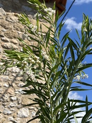 Gomphocarpus physocarpus
