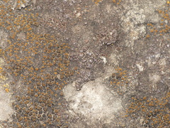 Acarospora americana