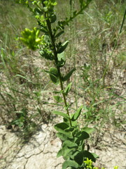 Solidago radula