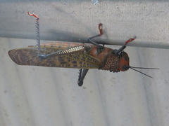 Tropidacris cristata