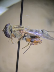 Anasimyia anausis