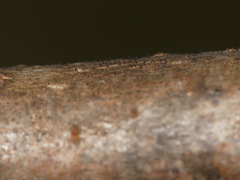 Phaeocalicium curtisii