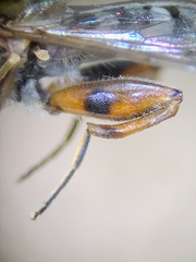 Anasimyia anausis