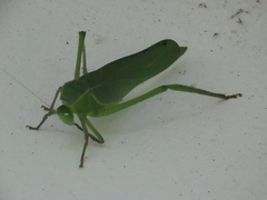 Steirodon