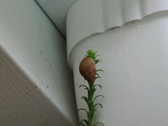 Bulimulus bonariensis