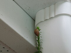 Bulimulus bonariensis