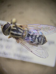 Anasimyia anausis