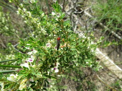 Stenosphenus dolosus