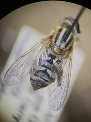 Anasimyia anausis