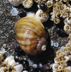 Nucella