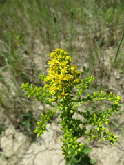 Solidago radula