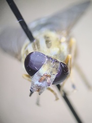 Anasimyia anausis