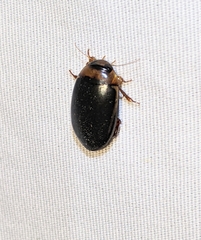 Hydaticus bimarginatus