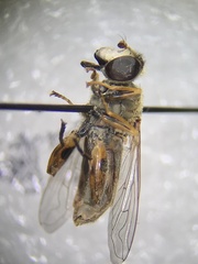 Anasimyia anausis
