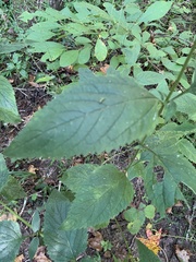 Scrophularia marilandica